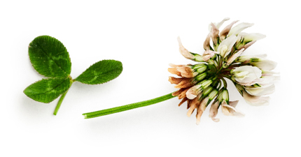 Montitrentini-decoro-fiore-bianco