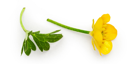 Montitrentini-decoro-fiore-giallo